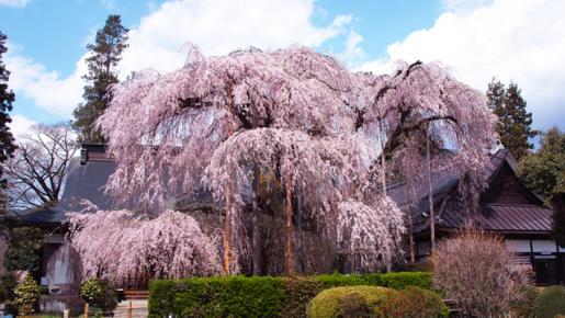 <Web割対象商品>【キングツアーバス旅】身延山久遠寺のしだれ桜と慈雲寺イトザクラ 湯葉懐石ランチ&新鮮フルーツごろっと入ったフルーツサンド♪〔多摩センター・聖蹟桜ヶ丘発〕1